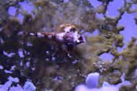 Scooter Blenny Thumbnail