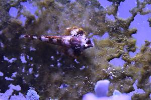 Scooter Blenny Thumbnail