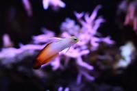 Firefish Goby Thumbnail