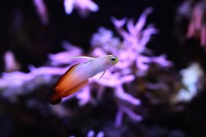 Firefish Goby