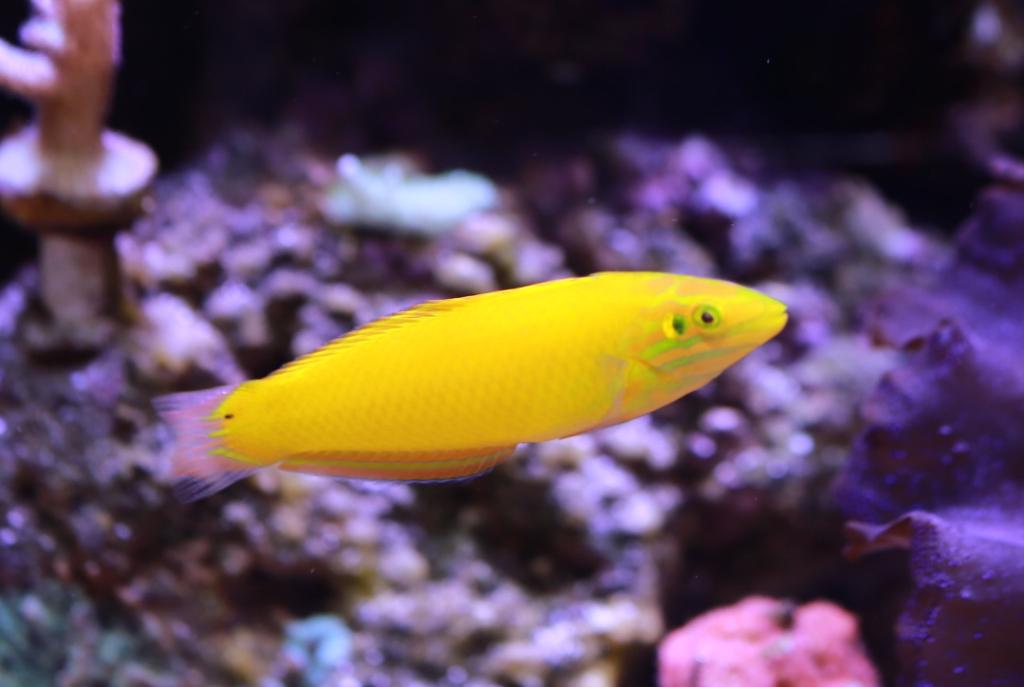 Yellow Wrasse