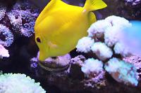 Yellow Tang Thumbnail