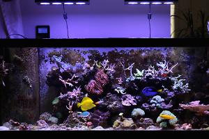 Tank View 2015/09