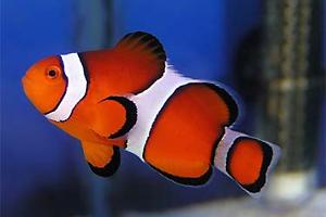 Ocellaris Clownfish Thumbnail