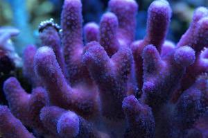 Stylophora Coral Purple Thumbnail