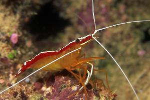 Red Line Cleaner Shrimp Thumbnail