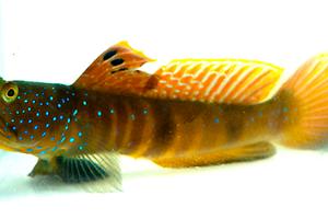 Bluespotted Watchman Goby Thumbnail