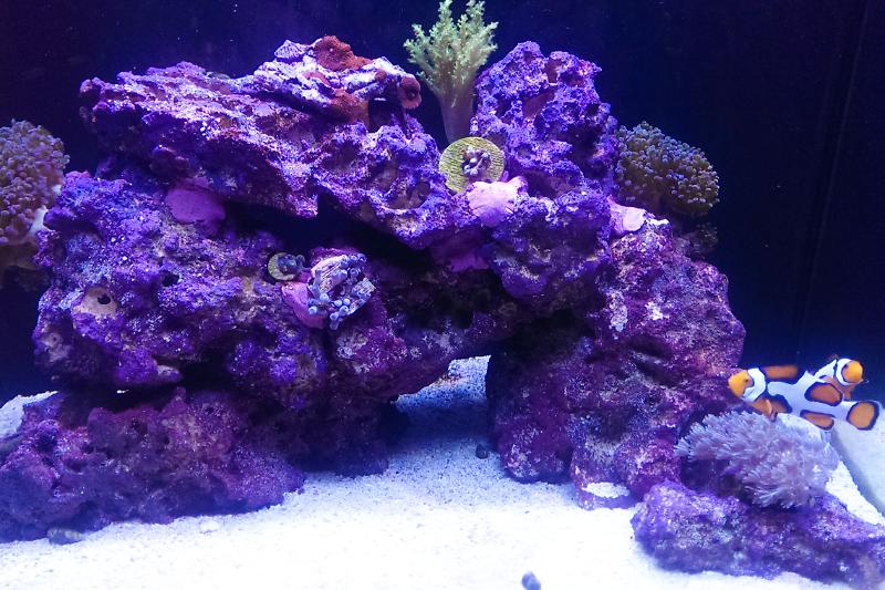 My Aquarium Thumbnail