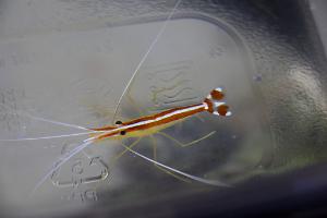 Red Line Cleaner Shrimp Thumbnail