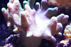 Rabbit ear Leather Coral Thumbnail