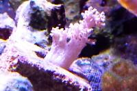 Lemon Tree Coral Thumbnail