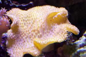 Yellow Fiji Leather Coral Thumbnail