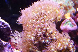 Green Star Polyps Thumbnail