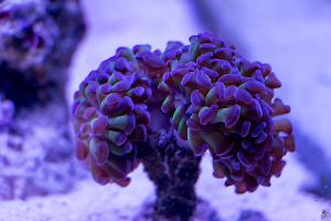 Frogspawn Coral - Branched Thumbnail