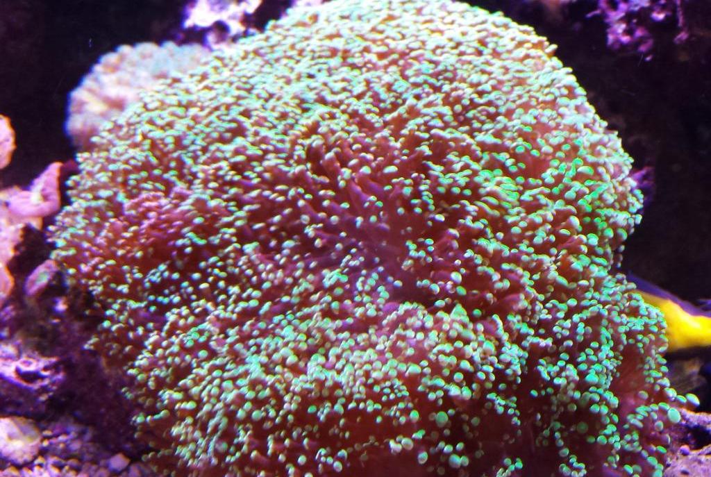 Frogspawn Coral - Branched