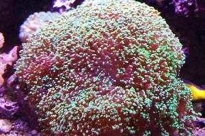 Frogspawn Coral - Branched Thumbnail