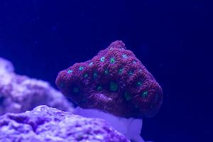 Aussie War Coral Thumbnail