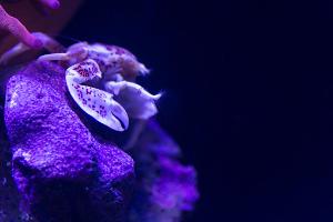 Porcelain Crab Thumbnail