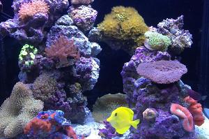 RSM 130C Reef Thumbnail