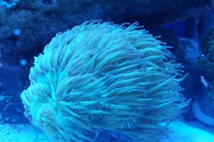 Elegance Coral Thumbnail