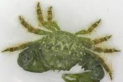 Emerald Crab Thumbnail