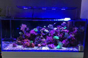 Blau reef mix tank Thumbnail