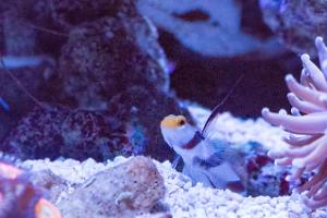 Hi Fin Red Banded Goby Thumbnail