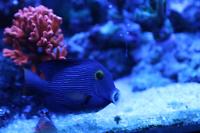 Kole Yellow Eye Tang Thumbnail