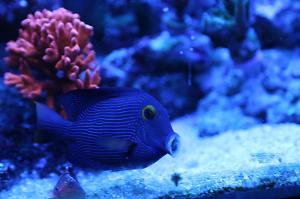 Kole Yellow Eye Tang