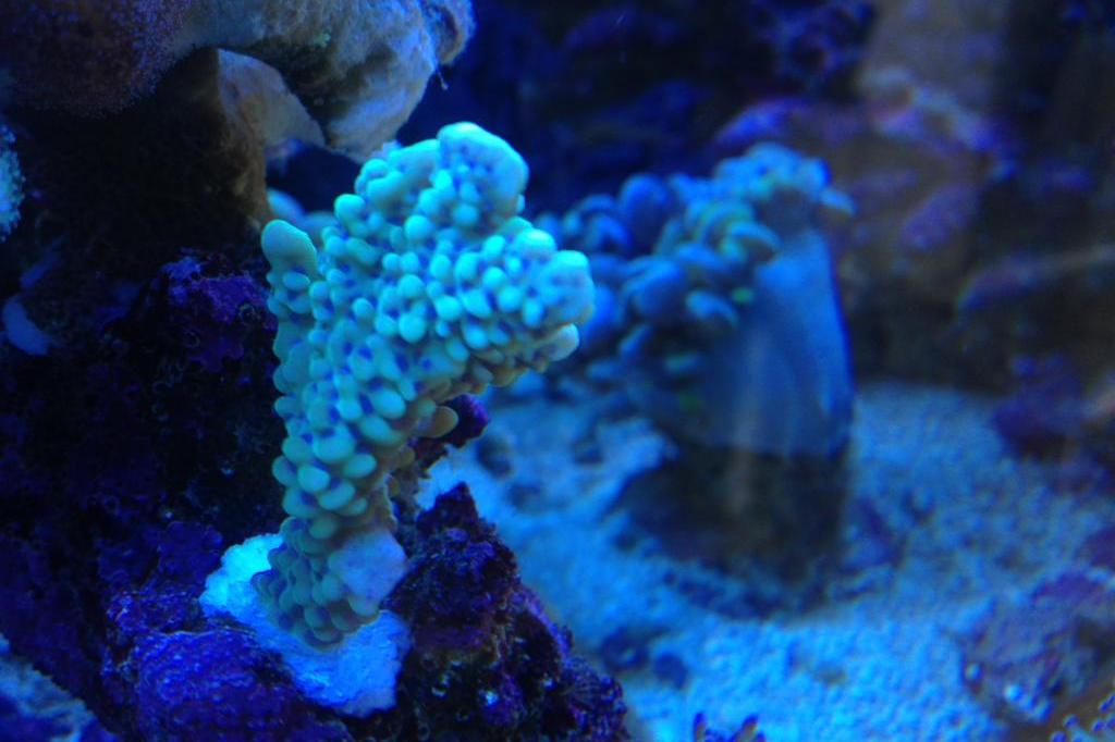 Rice Coral / Montipora capitata 13