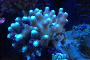 Smooth Cauliflower Coral Thumbnail