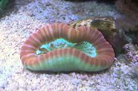 Brain Coral, Trachyphyllia