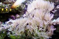 Long Polyp Anthelia Thumbnail