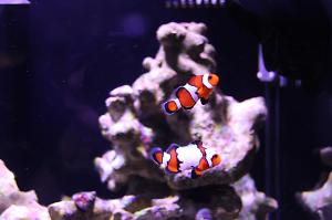 Ocellaris Clownfish Thumbnail