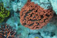 Hammer Anchor Coral Branching Thumbnail