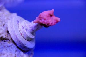 Montipora Setosa Thumbnail