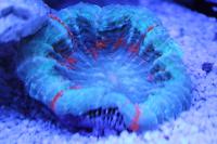 Button Coral Scolymia Thumbnail