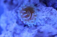 Dendrophyllia Thumbnail