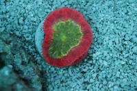 Blastomussa Coral Thumbnail