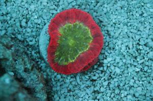 Blastomussa Coral Thumbnail