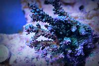 Acropora Coral Thumbnail