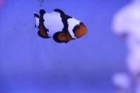 Snowflake Clownfish Thumbnail