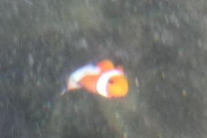 Ocellaris Clownfish Thumbnail