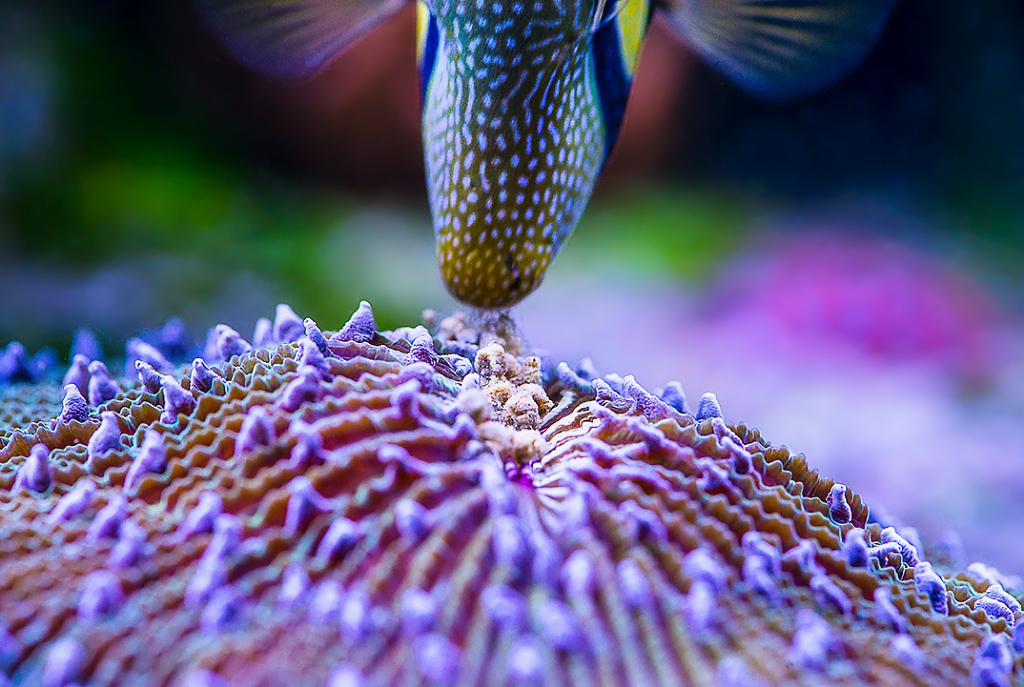 Desjardini Sailfin Tang Stealing LPS Pellets