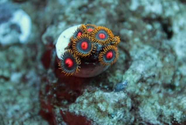 Blowpop zoanthid