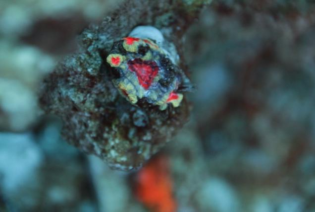 Acan Brain Coral