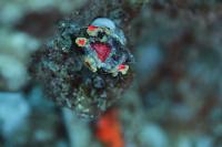 Acan Brain Coral Thumbnail