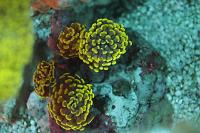 Hammer Anchor Coral Branching Thumbnail