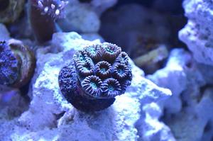 Brain coral Thumbnail