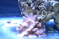 Cabage Coral Thumbnail